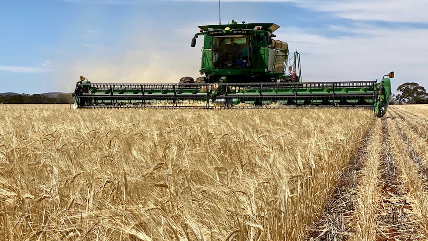 A header approaches the camera whilst harvesting barley