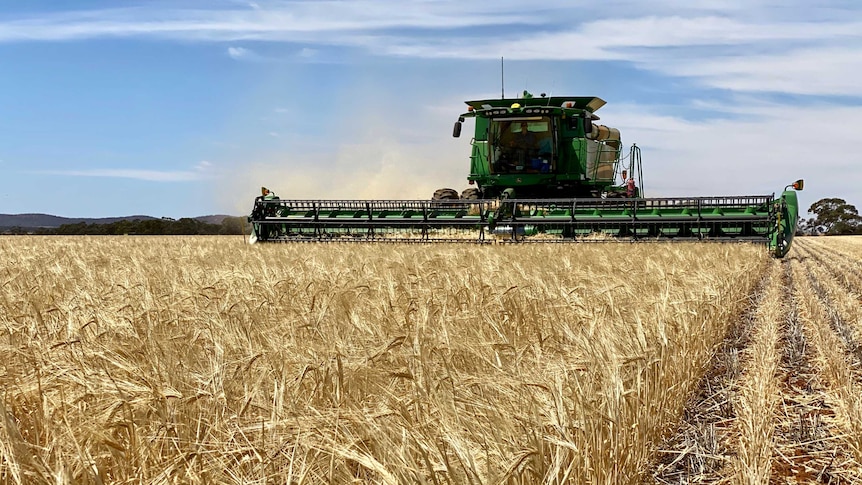 A header approaches the camera whilst harvesting barley