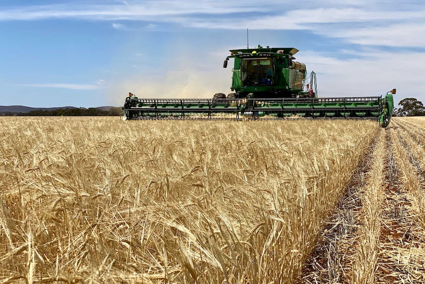 A header approaches the camera whilst harvesting barley.