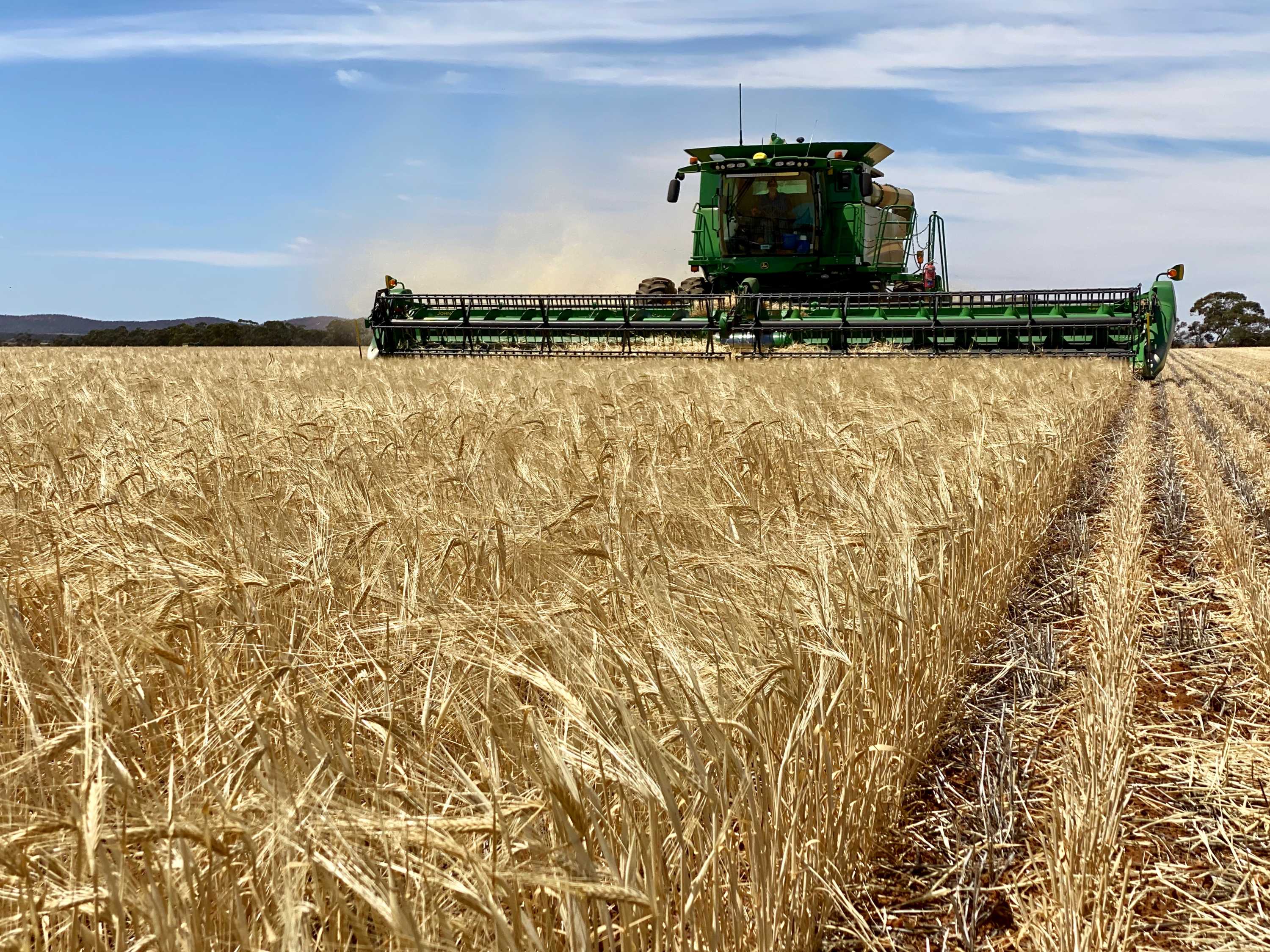 A header approaches the camera whilst harvesting barley