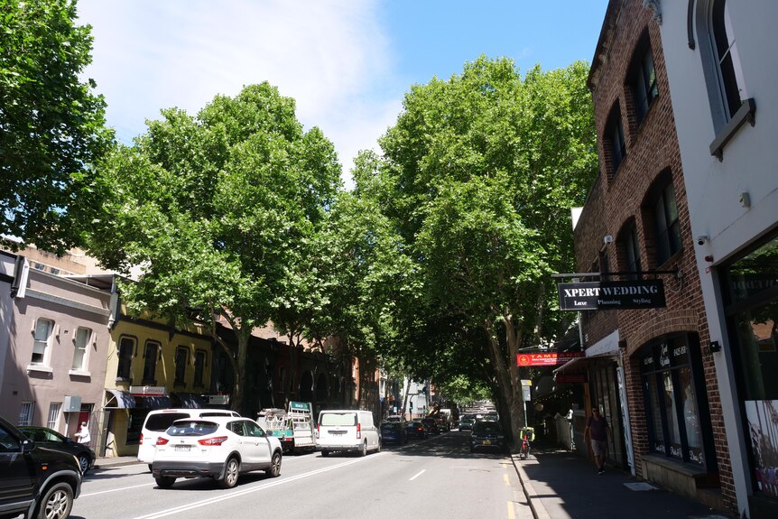 A city street lined with large green trees