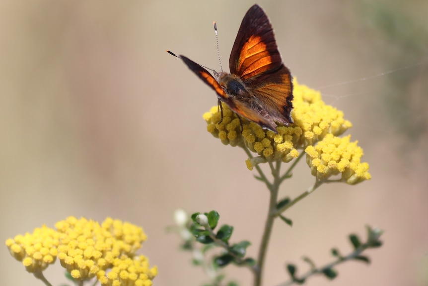 A butterfly with orange-topped wings rests on a series of small yellow flowers.