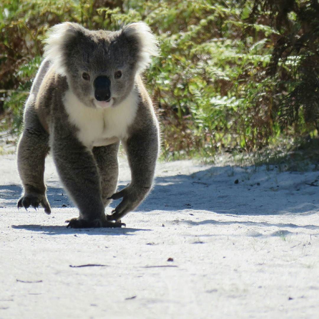 Koala walks along road