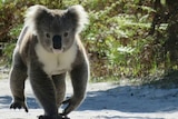 Koala walks along road