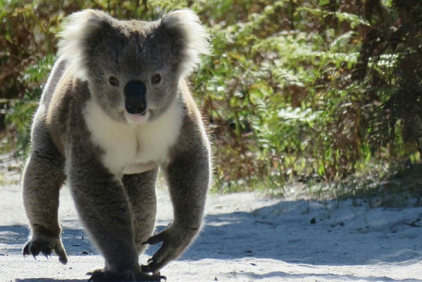 Koala walks along road