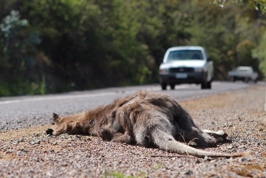 Dead wallaby on a roadside