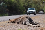 Dead wallaby on a roadside