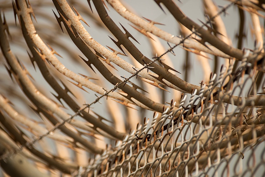 Barbed wire fence at Don Dale Youth Detention Centre