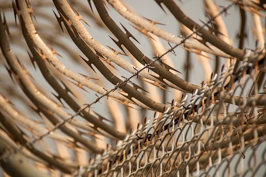 A close up of razor wire on top of a fence.