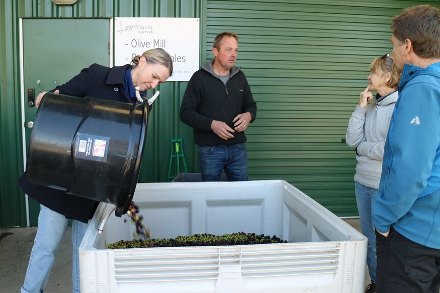 People gather around a vat to press the olives at an olive grove in northern Tasmania