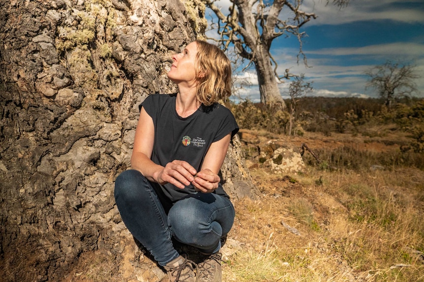 Eve Lazarus looks up at a dead Miena Cider Gum.