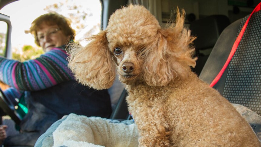 Sister Christine Henry and her dog Kenya ready to hit the road in their reconditioned ambulance.