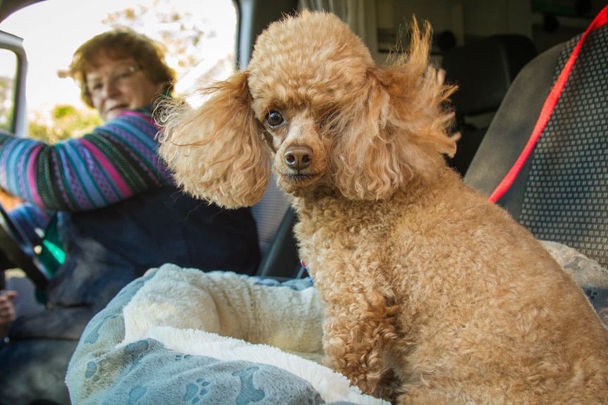 Sister Christine Henry and her dog Kenya ready to hit the road in their reconditioned ambulance.