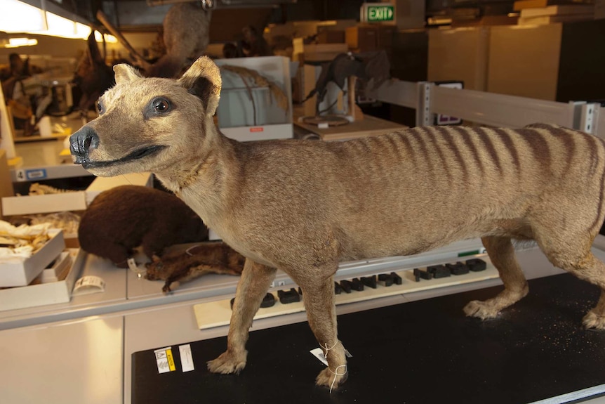 Taxidermied Tasmanian tiger.