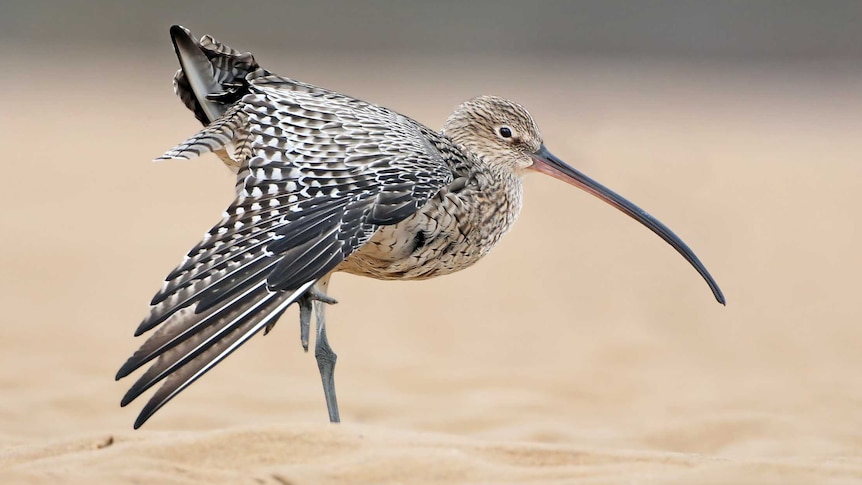 An  Eastern Curlew bird stands in sand