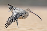 An  Eastern Curlew bird stands in sand