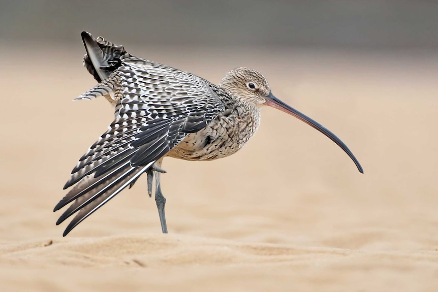 An  Eastern Curlew bird stands in sand