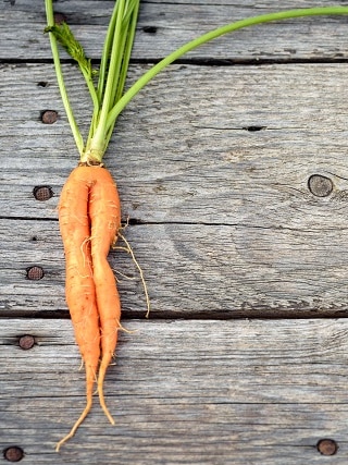 A wonky, two-legged carrot and its healthy above-ground growth.