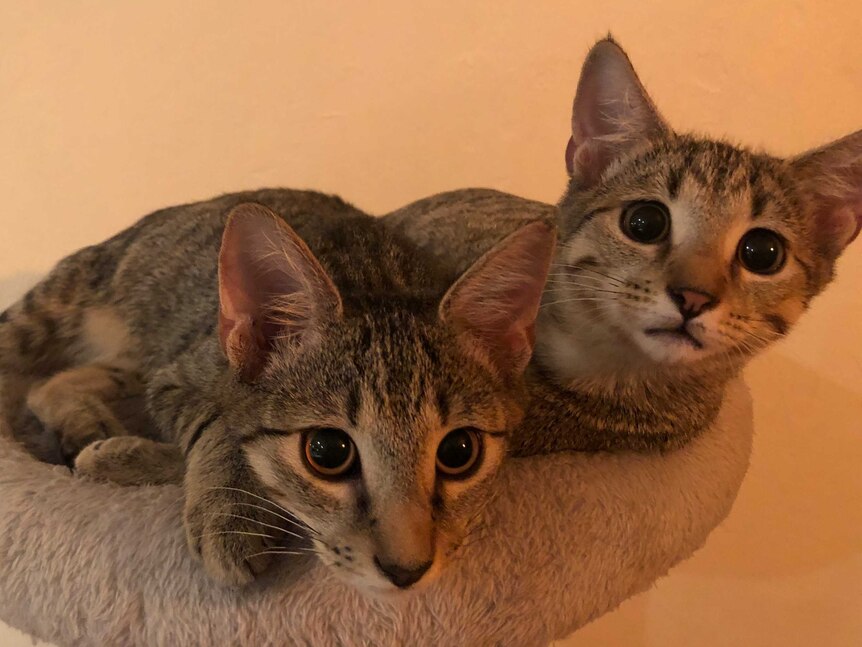 Two young kittens lying on cat bed.