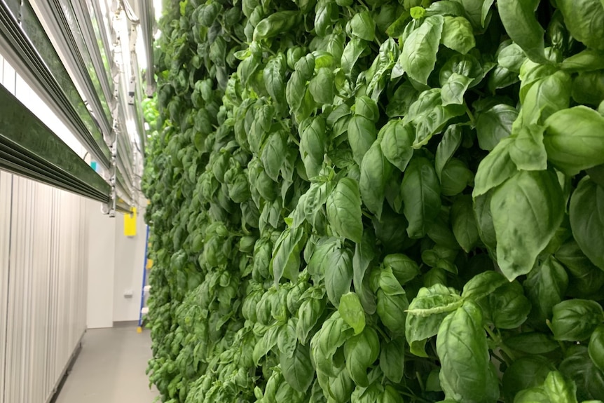 Green basil on wall of a shipping container farm