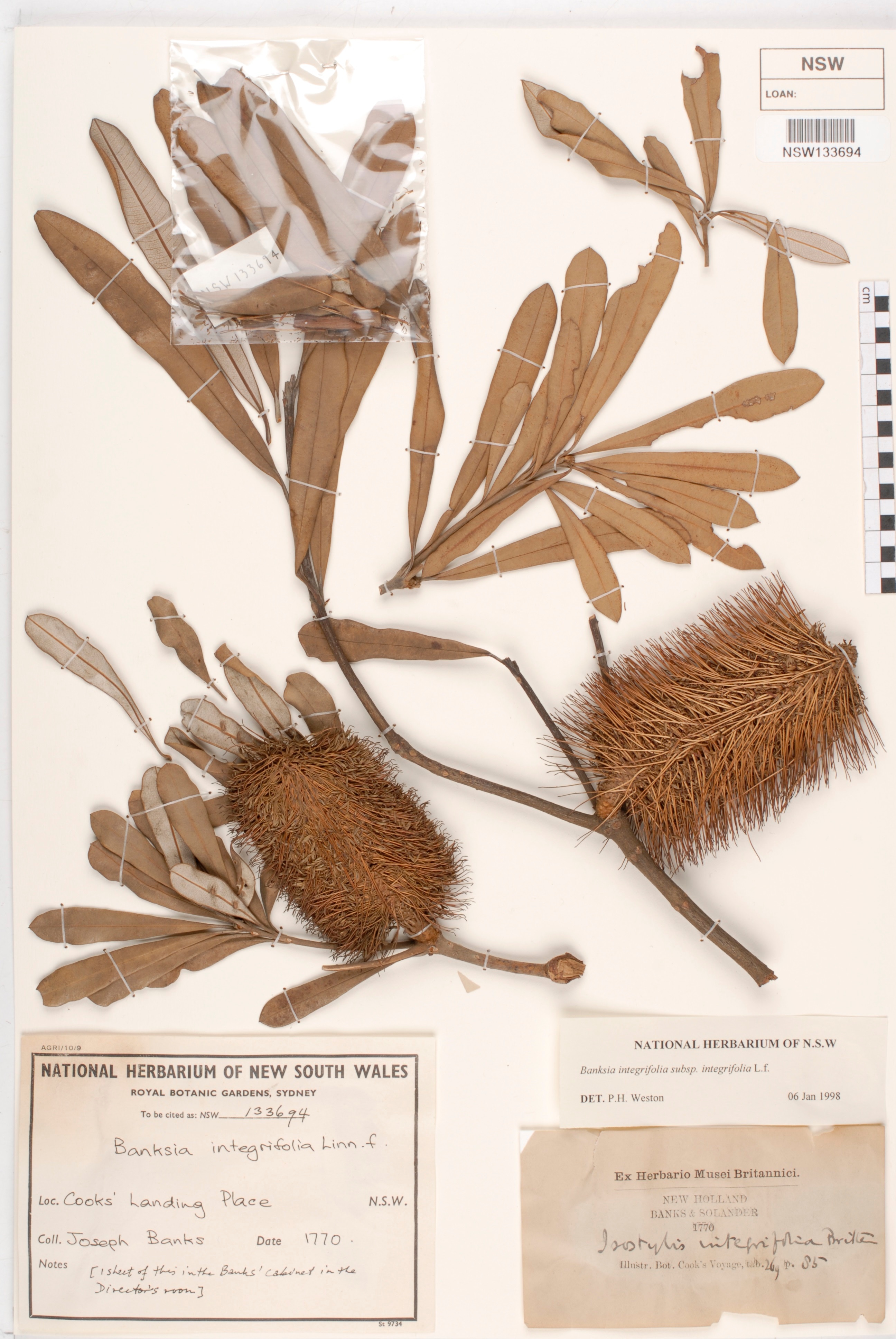A photo of old banksias pressed on a page, with accompanying information
