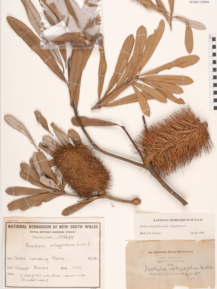 A photo of old banksias pressed on a page, with accompanying information