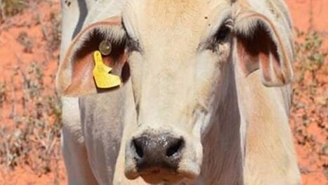 A skinny, cream-coloured Brahman cow with a yellow tag on its ear stands on dry, red dirt.