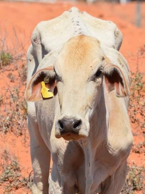 A skinny, cream-coloured Brahman cow with a yellow tag on its ear stands on dry, red dirt.
