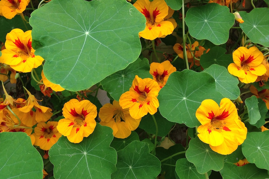 Orange flowers on a green-leaf plant.