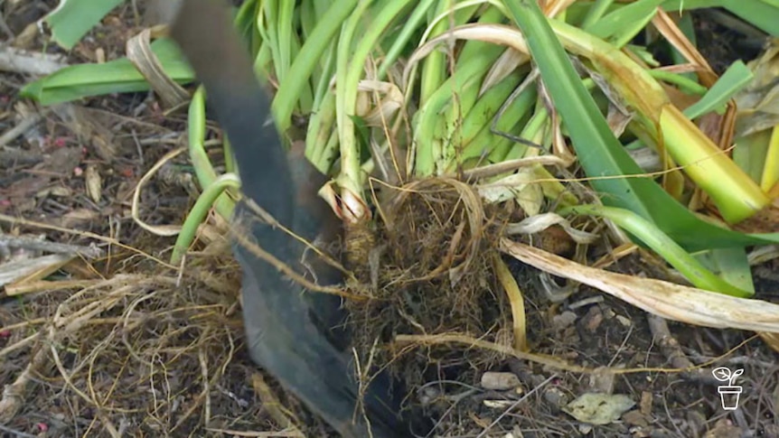 Spade cutting through a plant's roots