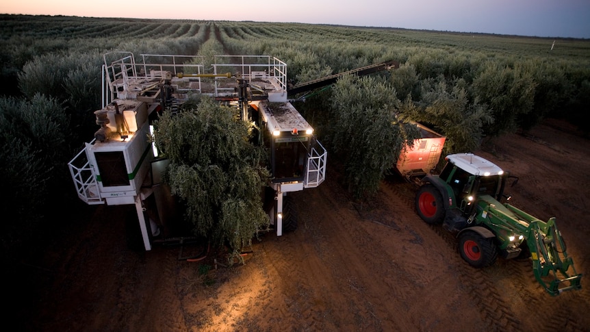 An olive harvester is picking olives at night and they are being transferred in to bin being towed by a tractor