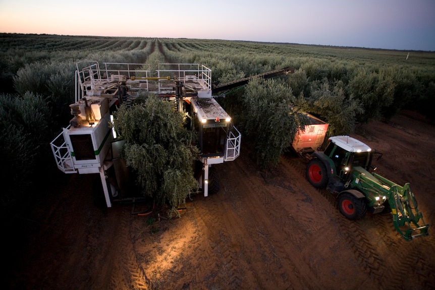 An olive harvester is picking olives at night and they are being transferred in to bin being towed by a tractor