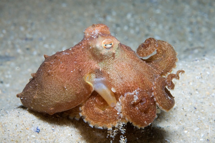 A orange octopus curled into spirals on the seabed