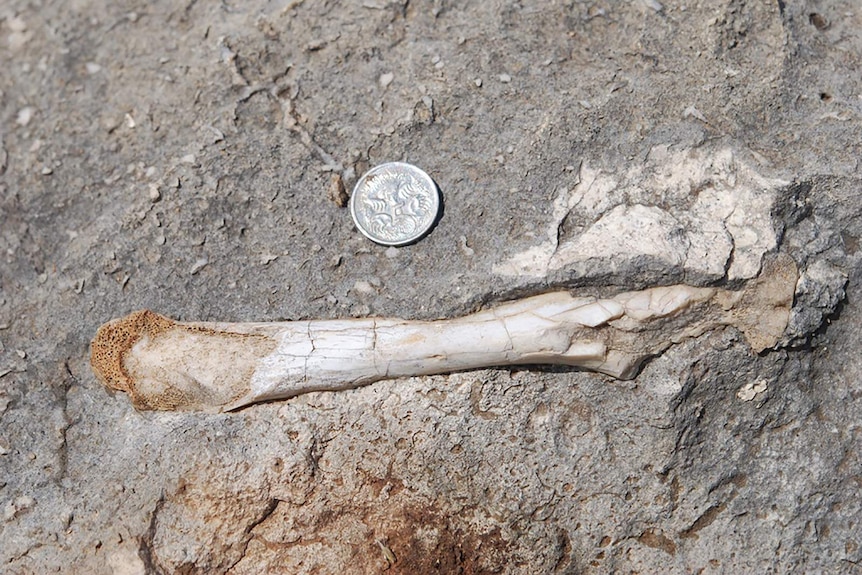 A close-up photo of a fossilised bone lodged in some limestone.