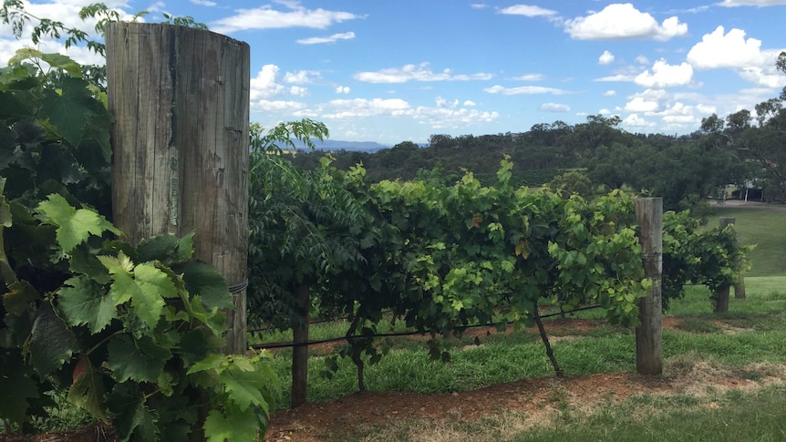 A vineyard in the Hunter Valley