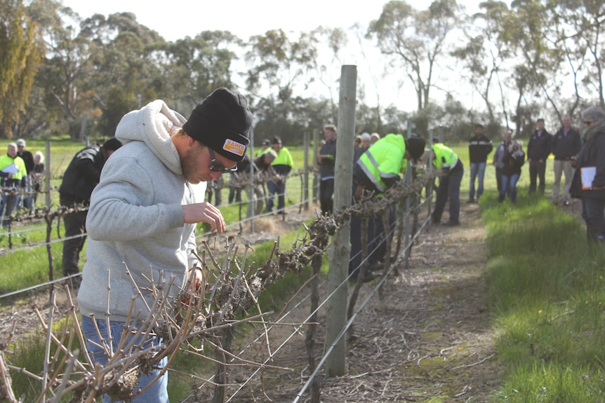 A man in a grey sweater and black beanie with clippers in hand inspects a grape vine.
