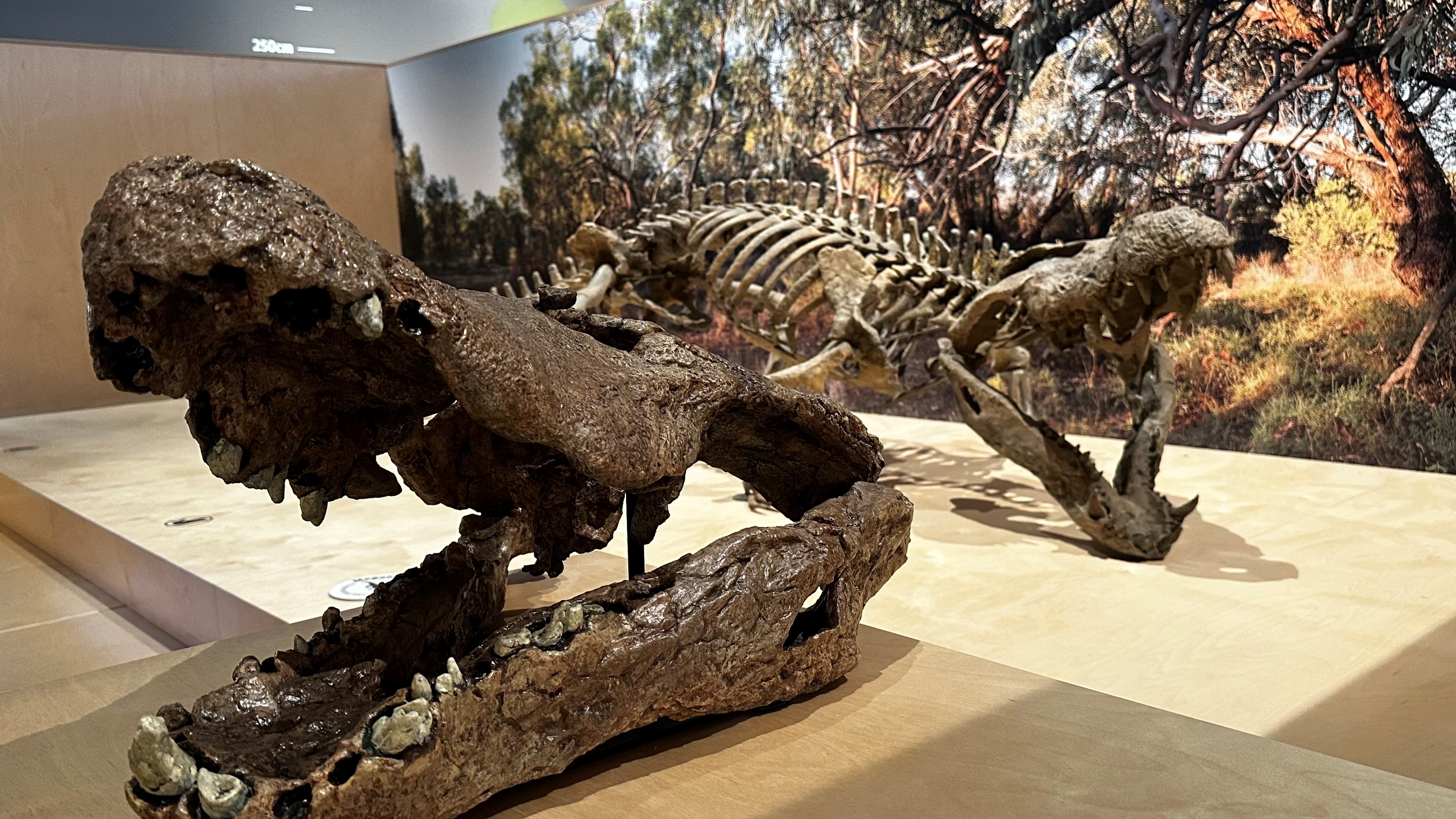 Ancient looking skeletons on display