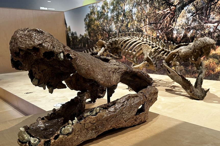 prehistoric alligator fossil