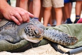 turtle on beach