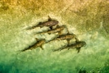 Sharks swim in formation among schools of fish off Murray Island in the Torres Strait.