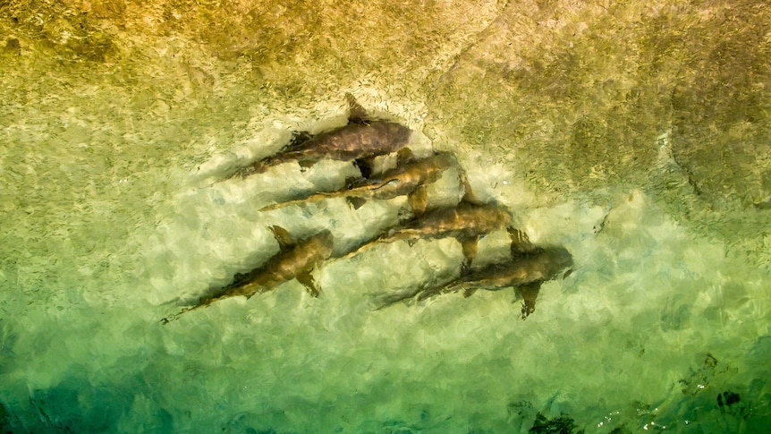 Sharks swim in formation among schools of fish off Murray Island in the Torres Strait.