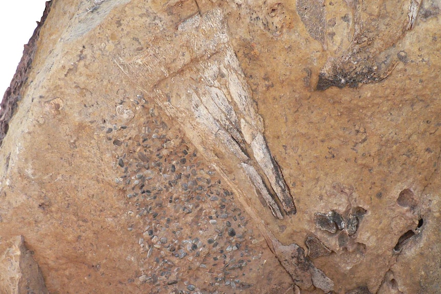 Dromornis murrayi bones