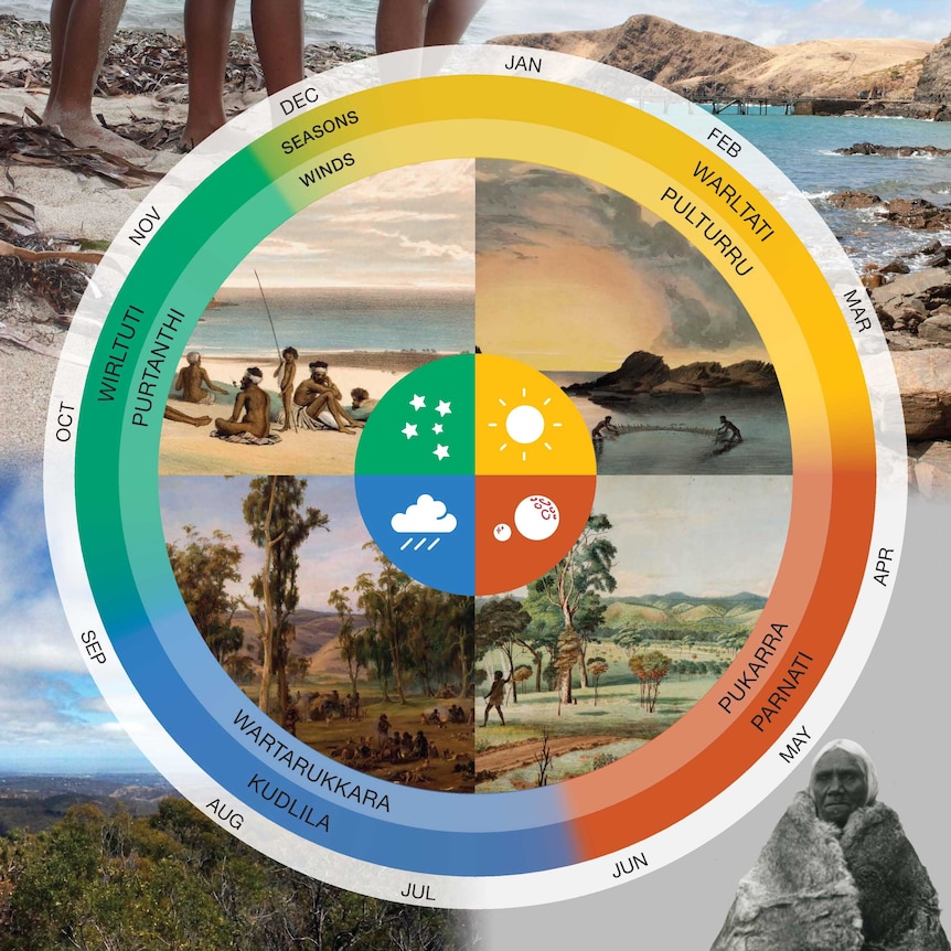 The Kaurna seasonal calendar wheel shows what people did during the seasons.