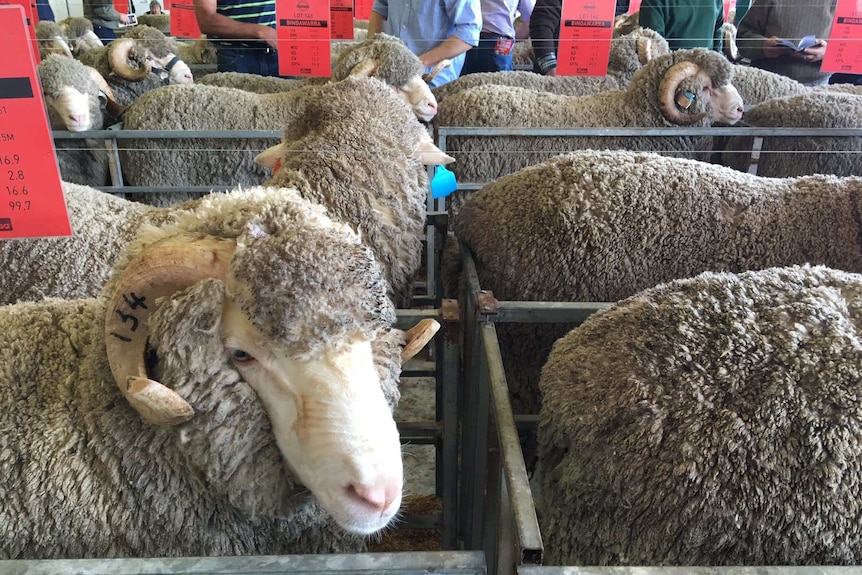 Merino rams lining up for the annual Gippsland sale.