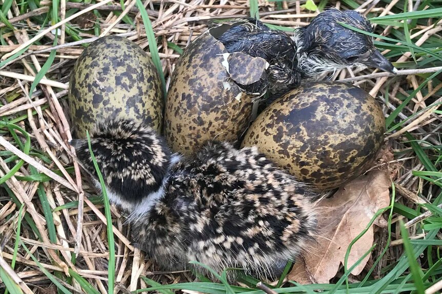 Plover chicks and eggs in nest