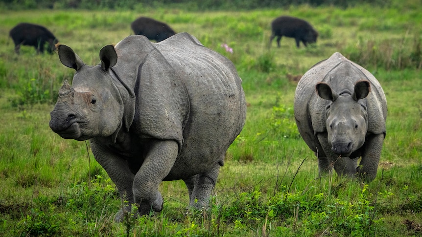 A one-horned Rhinoceros walking with a calf in a green field, with three small four-legged animals further in the background.