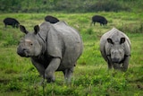 A one-horned Rhinoceros walking with a calf in a green field, with three small four-legged animals further in the background.