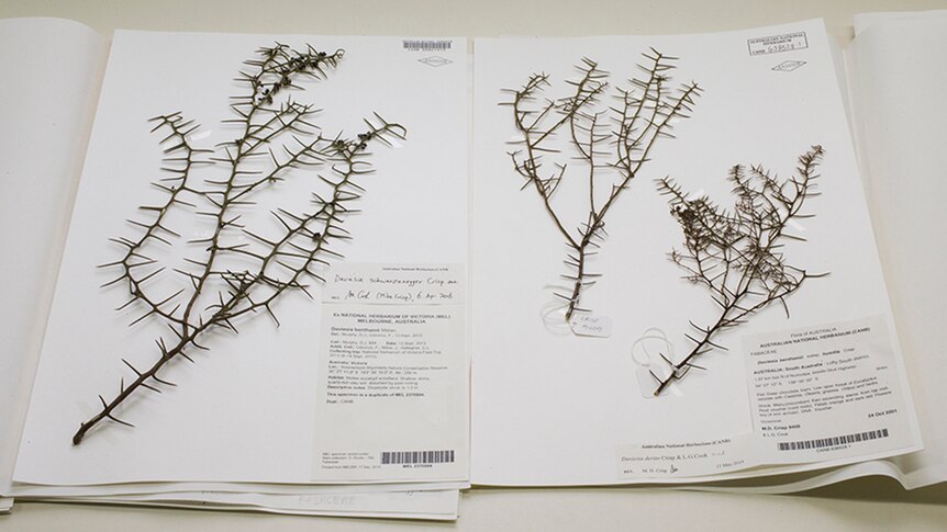 Dried Daviesia schwarzenegger and devito plants on a large white cardboard paper