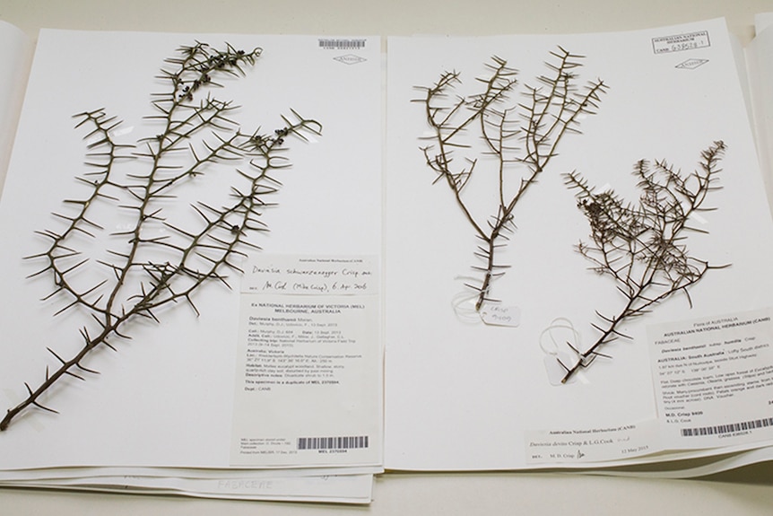 Dried Daviesia schwarzenegger and devito plants on a large white cardboard paper