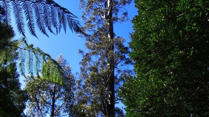 Centurion towers above other trees